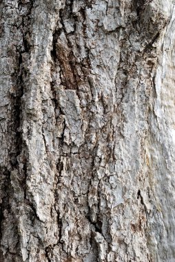 ahşap mantar. Ağaç kabuğu dokusu
