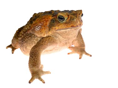 Baston kurbağa baş beyaz izole (dev deniz kara kurbağası) Bufo marinus