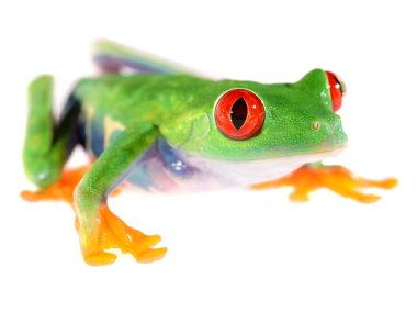 kırmızı göz, üzerinde beyaz izole callidryas amfibi ağaç kurbağası