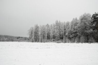 hoar-frost ağaçları ile kış sahne