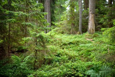 Karanlık çam ormanı sahnesi