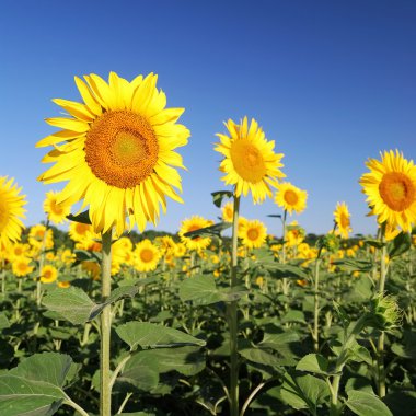 Yazın tarlada ayçiçekleri