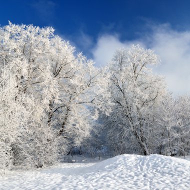 Hoar-frost ağaçları kış
