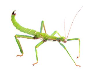 Green stick insect Diapherodes gigantea isolated clipart