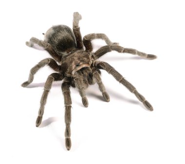 siyah tarantula grammostola pulchra izole