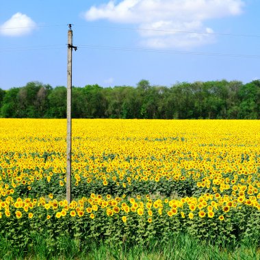 Ayçiçeği alan Rusya
