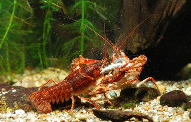 dar pençe kerevit astacus leptodactylus doğa