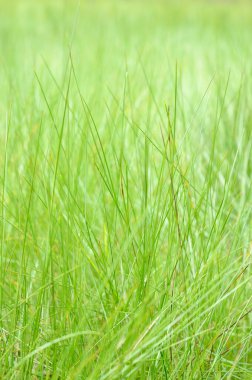 Yeşil çimenler yakın plan