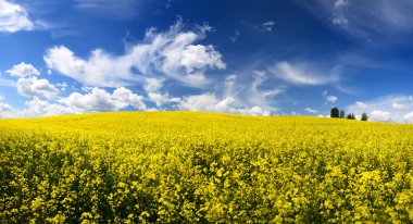 Letonya alan sarı kolza tohumu