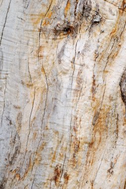 ahşap mantar. Ağaç kabuğu dokusu