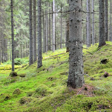 Karanlık çam ormanı sahnesi