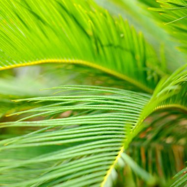 Avuç içi yaprakları yakın plan