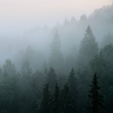 Forest in Sugulda covered in strong fog clipart