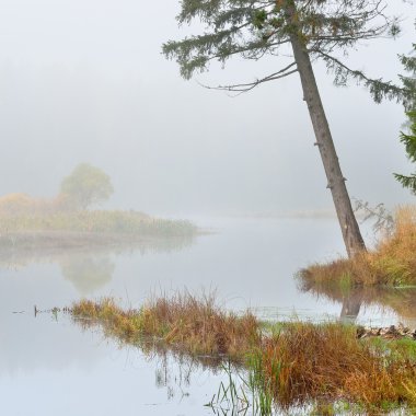 güçlü sis sonbahar nehir sahne