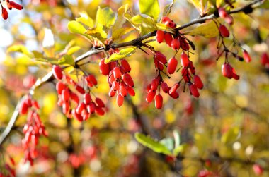 Kızamık yakın çekim Güz