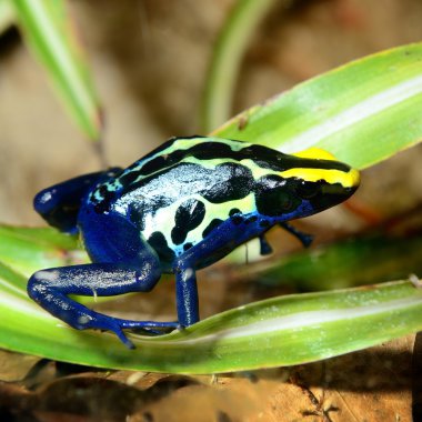 renkli mavi kurbağa dendrobates tinctorius