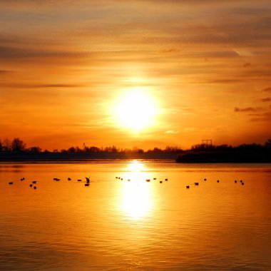 kleurrijke zonsondergang op de rivieroever met vogel silhouetts