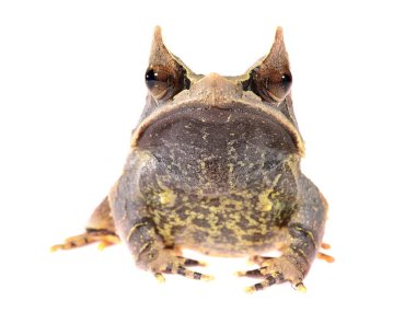 boynuzlu kurbağa uzun burunlu megophrys nasuta üzerinde beyaz izole