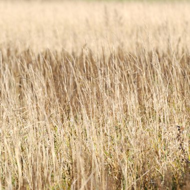 alan yakın çekim desen