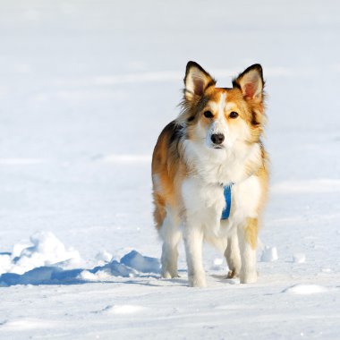 sevimli genç köpek üstünde kar