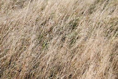alan yakın çekim desen