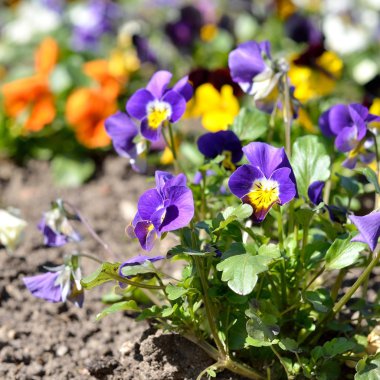 Bahar Heartsease çiçek (viyola tricolor)