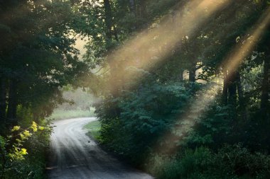 yol ve güneş ışınları orman güçlü siste