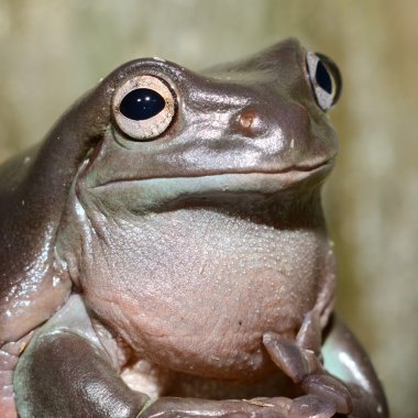 terrarium içinde renkli kurbağa
