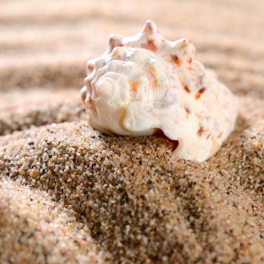 Kumsalda deniz kabuğu