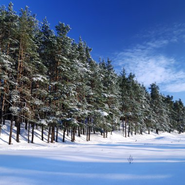Parlak güneşli bir günde ormanında kış