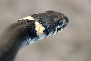 çim yılan yakın çekim