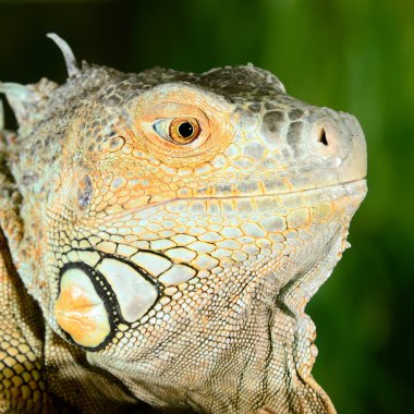 iguana terrarium içinde oturan