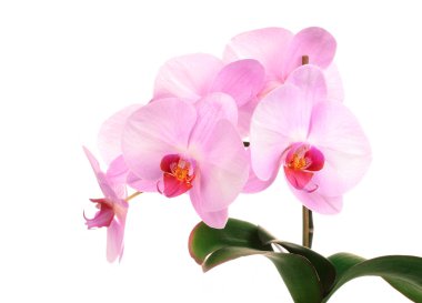 pembe orkide çiçek yakın çekim üzerinde beyaz izole