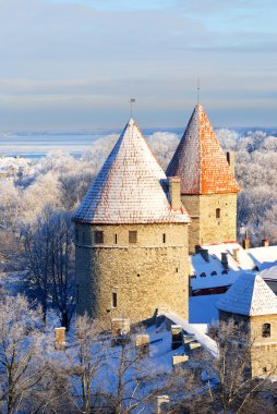 Tallinn şehir. Estonya. Kışın kar ağaçlar üzerinde