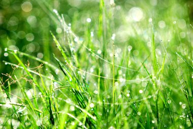 Yeşil çimenler yakın plan