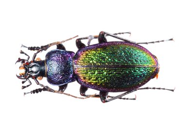 renkli zemin izole böceği