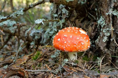 agaric mantar. Orman mantarı