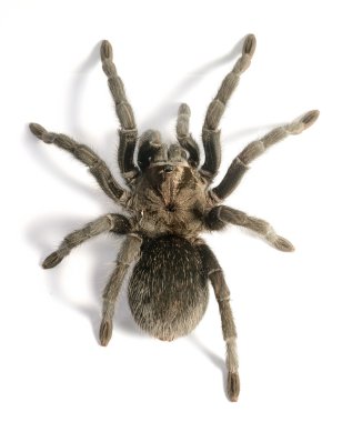 siyah tarantula grammostola pulchra izole