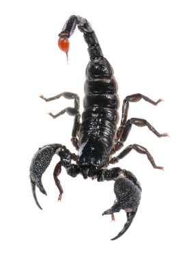 Akrep pandinus Imperator üzerinde beyaz izole. gölge yok