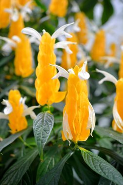 pembe çiçekli egzotik çiçek açan bitkiler