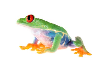 kırmızı göz, üzerinde beyaz izole callidryas amfibi ağaç kurbağası