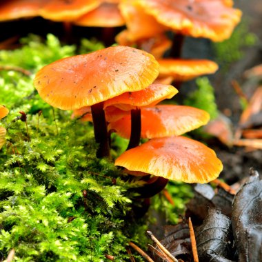 ormandaki bir ağaç kütüğü üzerinde mantar