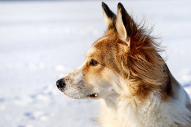 sevimli genç köpek üstünde kar