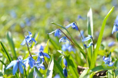 Sibirya squill scilla siberica yakın çekim