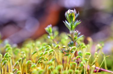 Close-Up sporlar ile renkli bir yosun