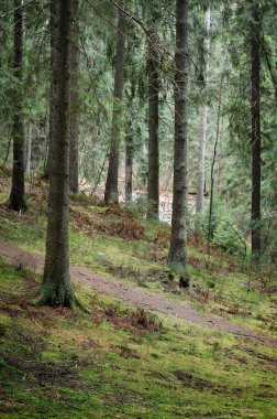 Karanlık çam ormanı sahnesi