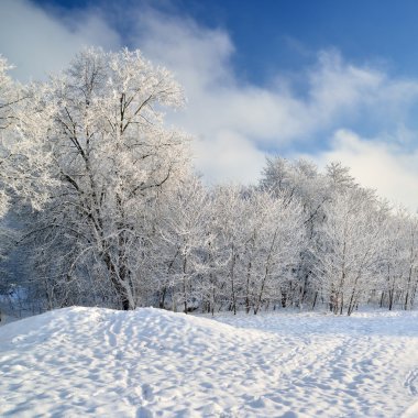 Hoar-frost ağaçları kış