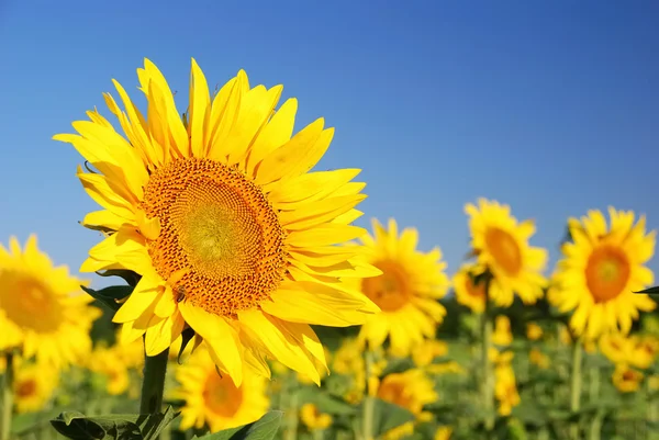 Solrosor på fältet — Stockfoto