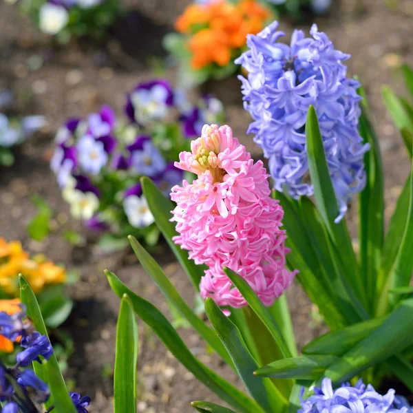Hyacint blommor nÃ ¤ra i trÃ ¤dgÃ ¥rden — Stockfoto
