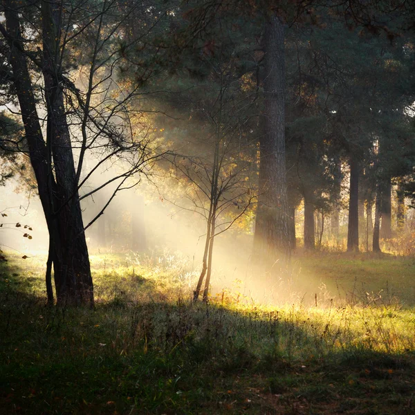 Raios de sol no nevoeiro na floresta — Fotografia de Stock